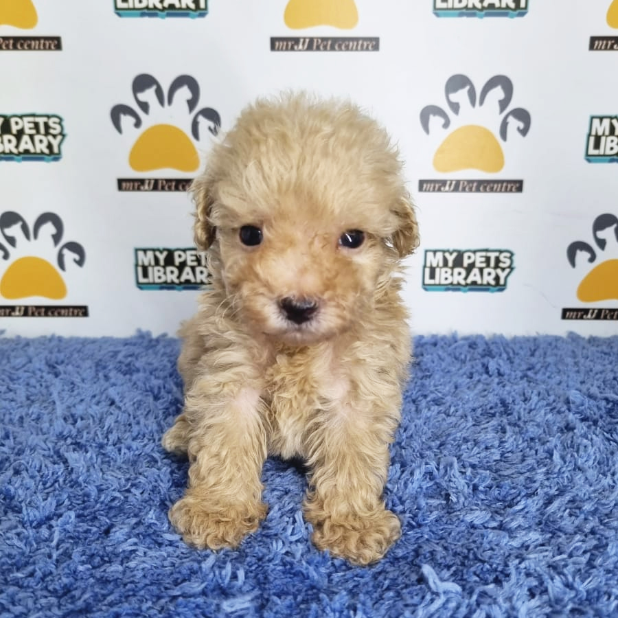Teacup Poodle Puppy (Male) For Sale