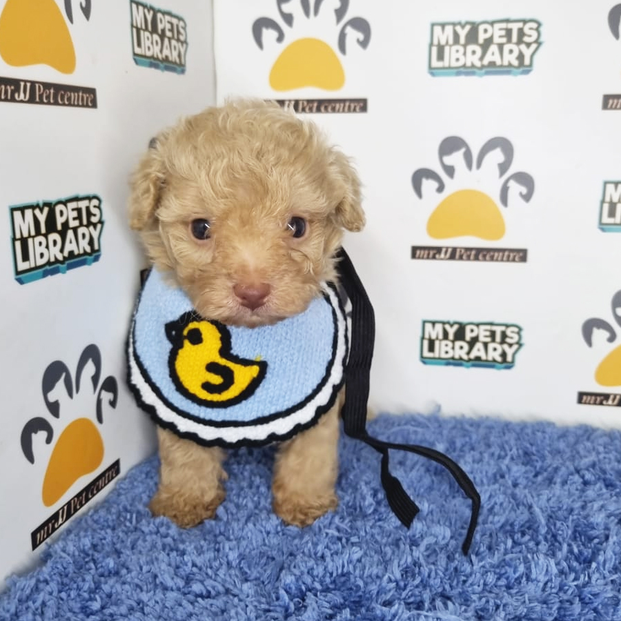 Tiny Poodle Puppy (Male) For Sale