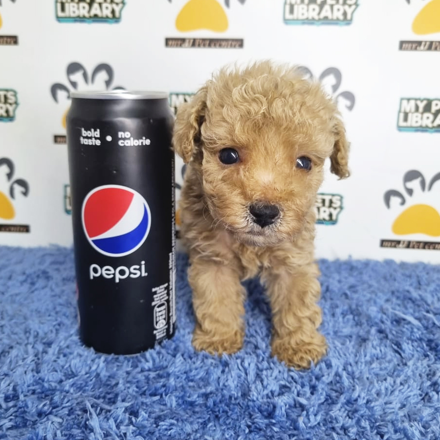 Tiny Poodle Puppy (Male) For Sale
