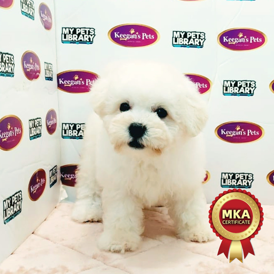 MKA Bichon Frise Puppy (Female) For Sale