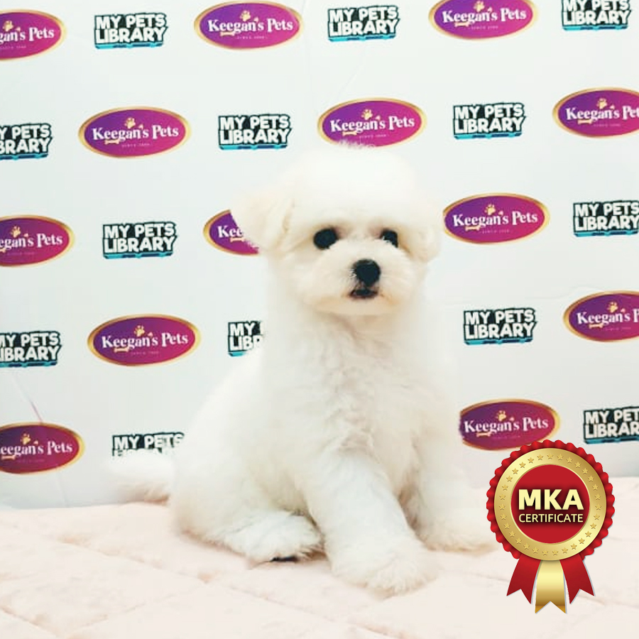 MKA Bichon Frise Puppy (Female) For Sale