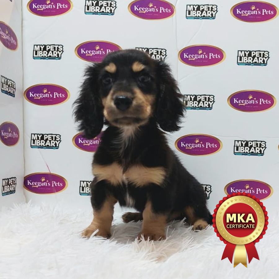 MKA Miniature Dachshund Puppy (Male) For Sale