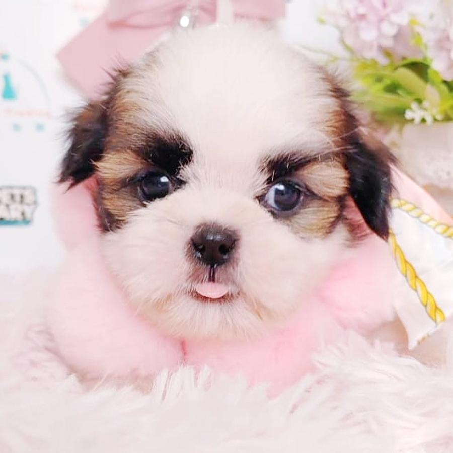 Shih Tzu Puppy (Male) For Sale