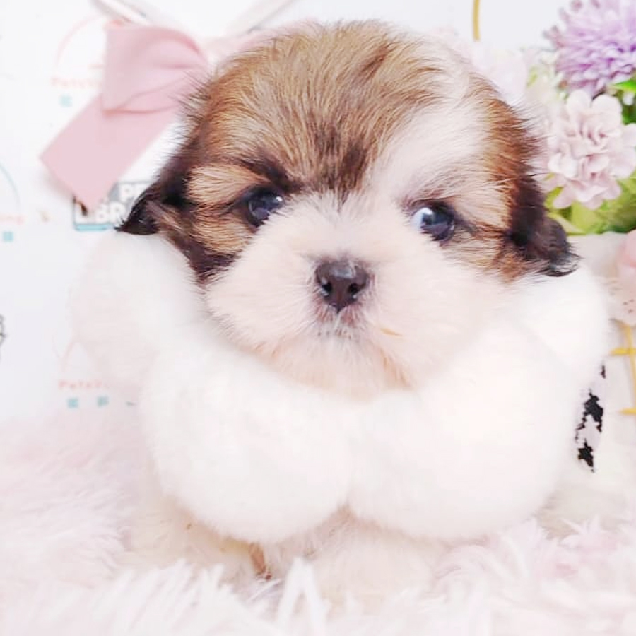 Shih Tzu Puppy (Female) For Sale