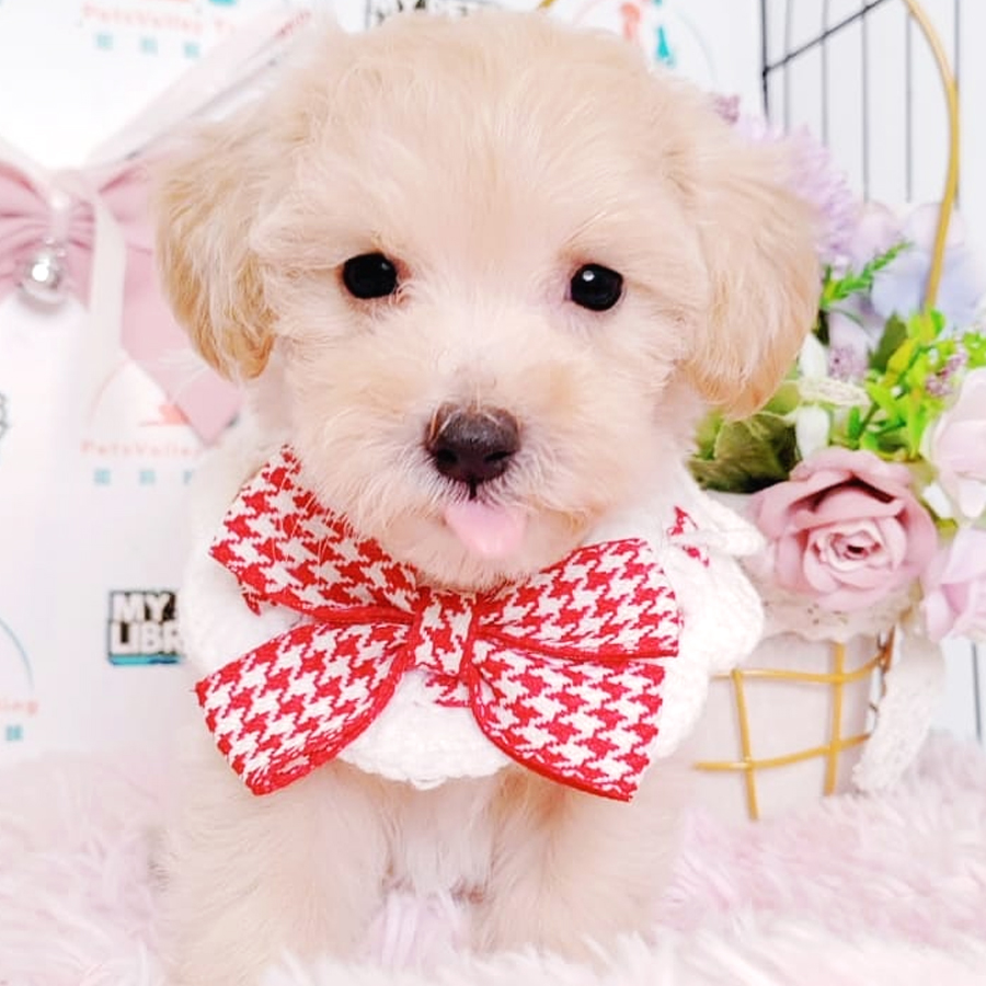 Maltipoo Puppy (Male) For Sale