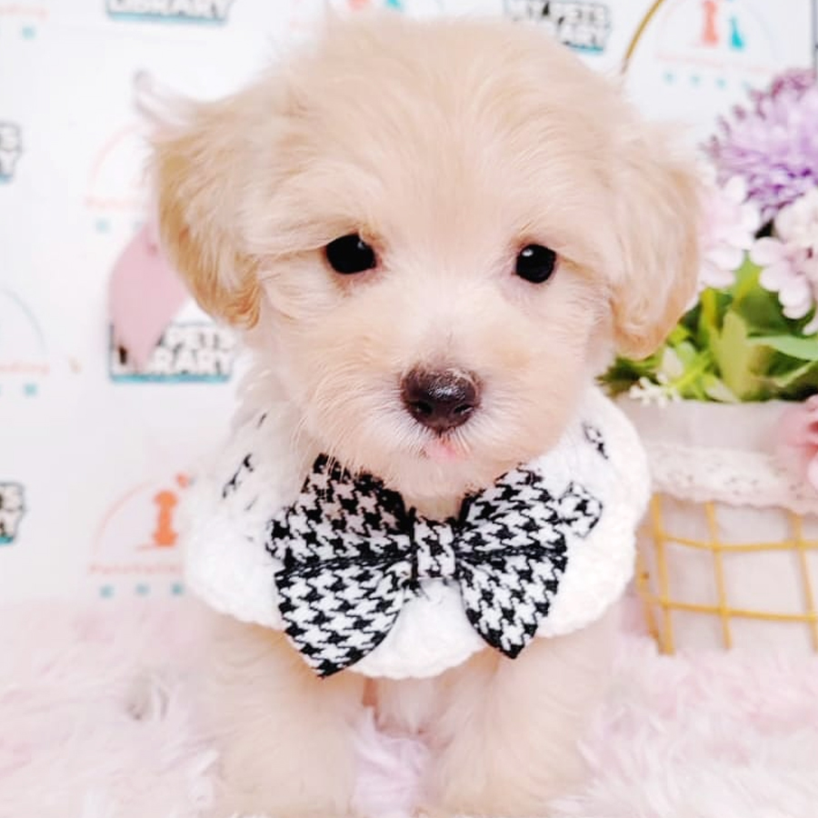 Maltipoo Puppy (Female) For Sale