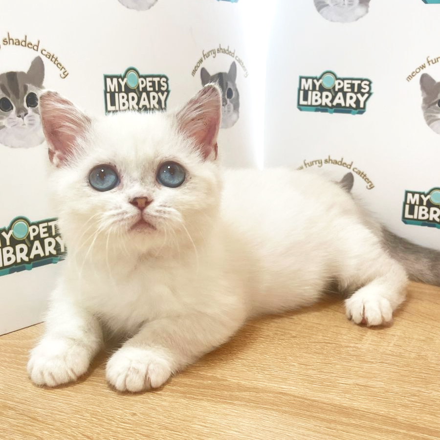 Munchkin Kitten (Female) For Sale
