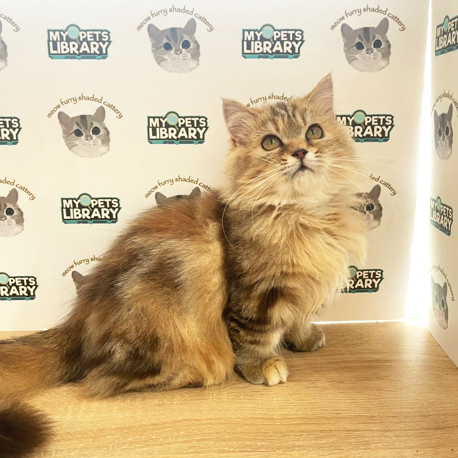 Napoleon Kitten (Female) For Sale