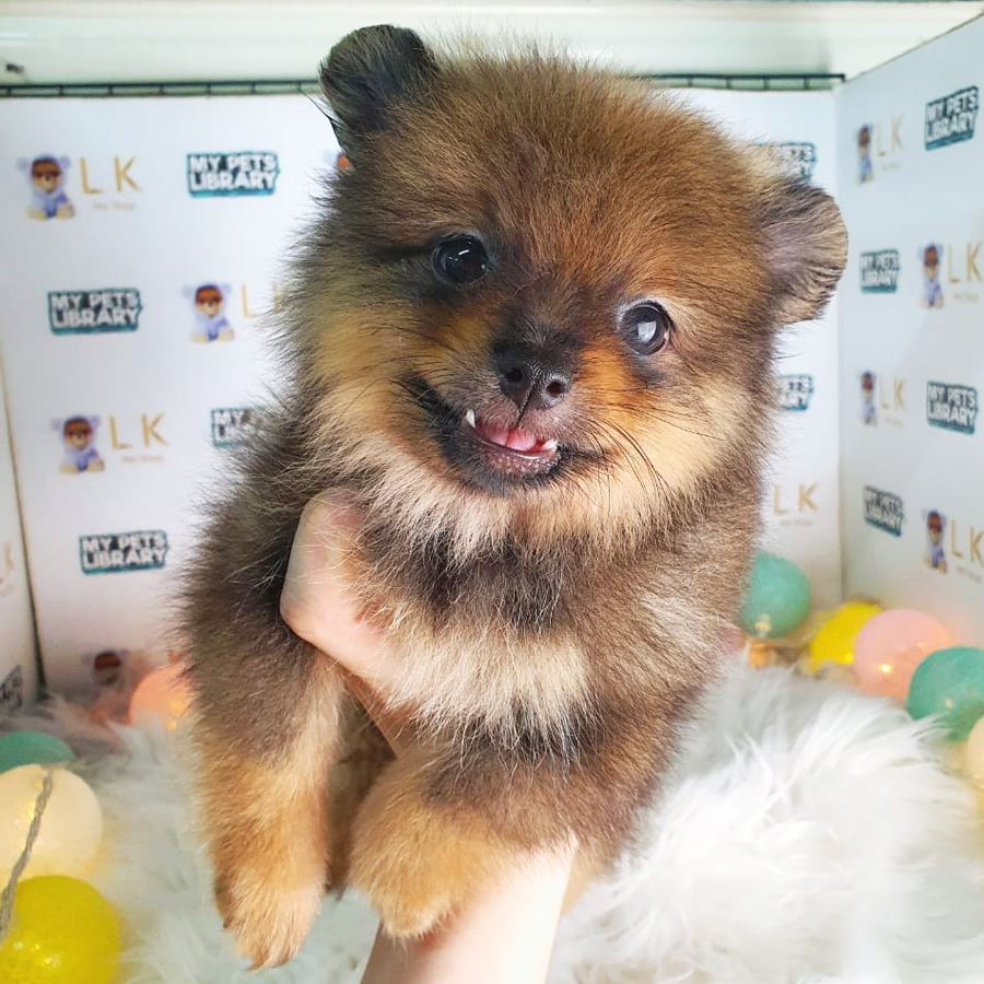 Pomeranian Puppy (Male) For Sale