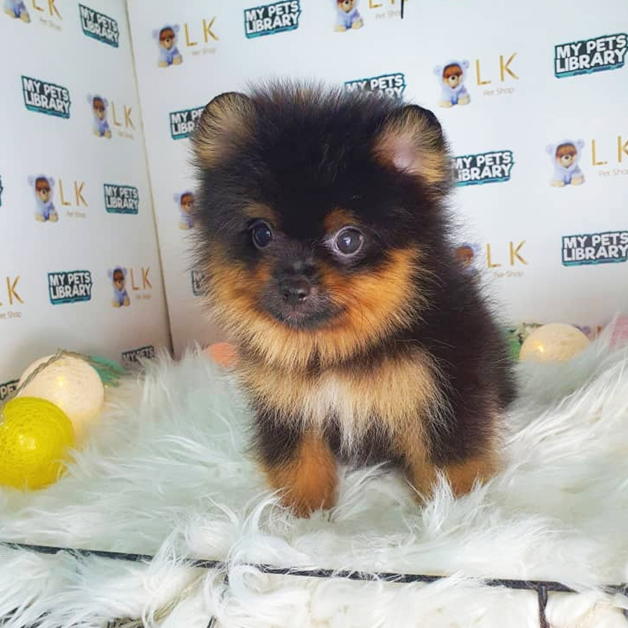 Tiny Pomeranian Puppy (Male) For Sale