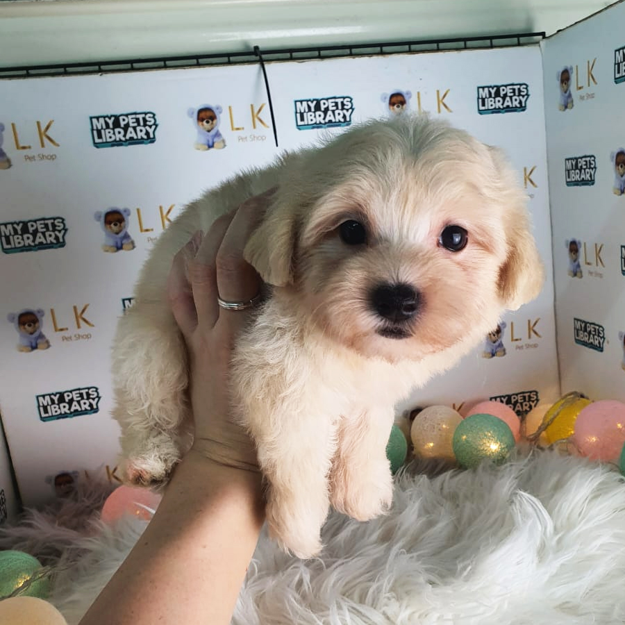 Maltipoo Puppy (Male) For Sale