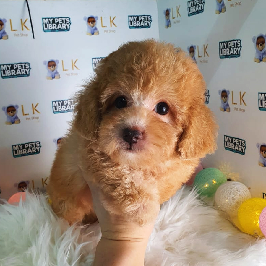 Toy Poodle Puppy (Male) For Sale