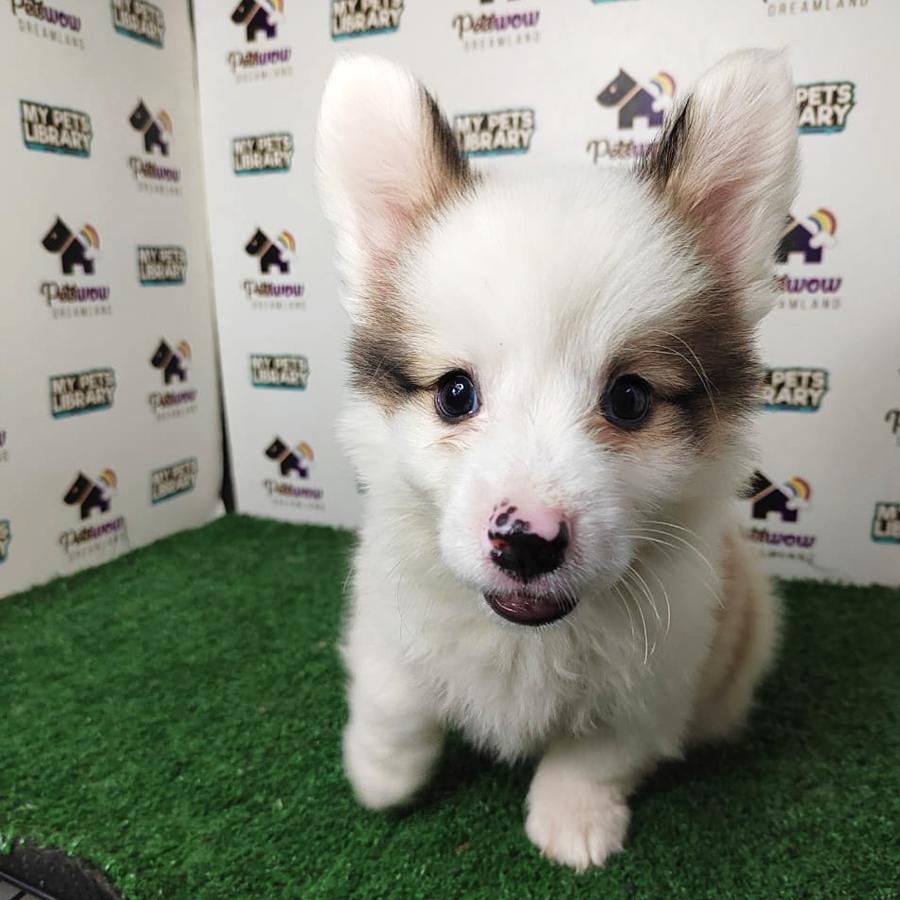 Welsh Corgi Puppy (Male) For Sale