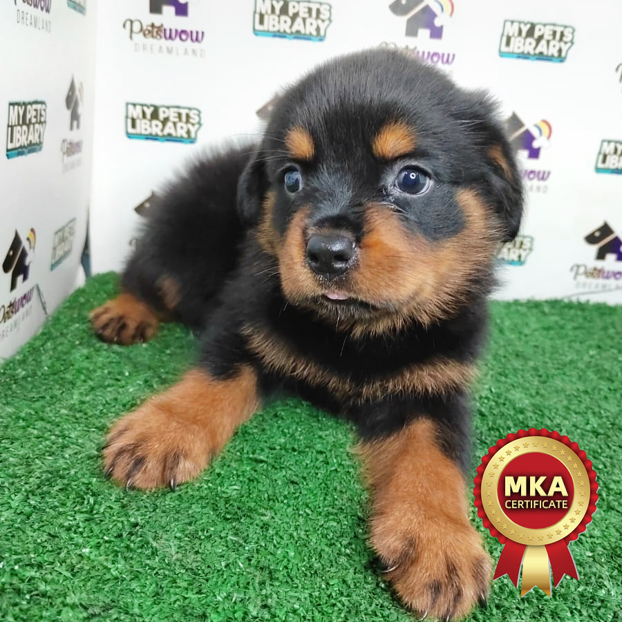 MKA Rottweiler Puppy (Female) For Sale