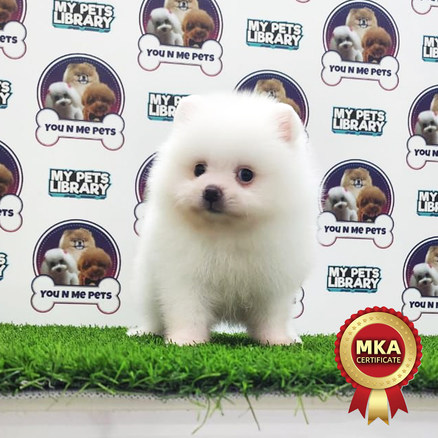 MKA Tiny Pomeranian Puppy (Male) For Sale