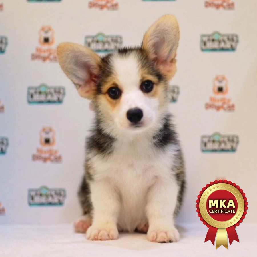 MKA Welsh Corgi Puppy (Male) For Sale