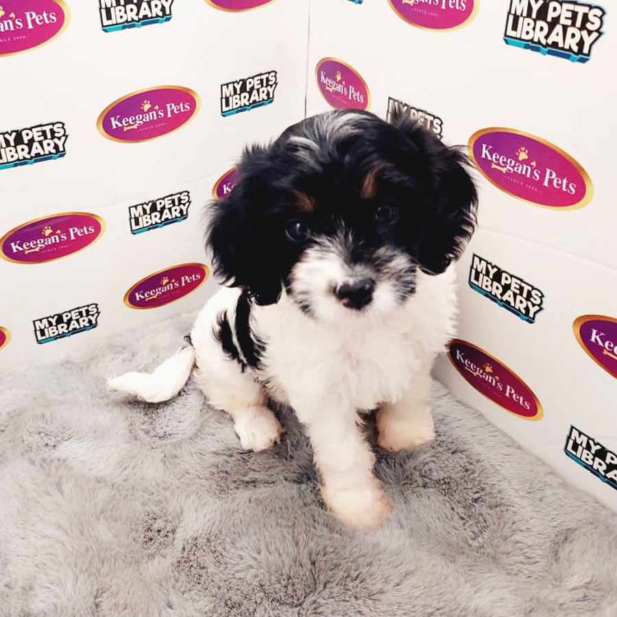 Cavapoo Puppy (Female) For Sale