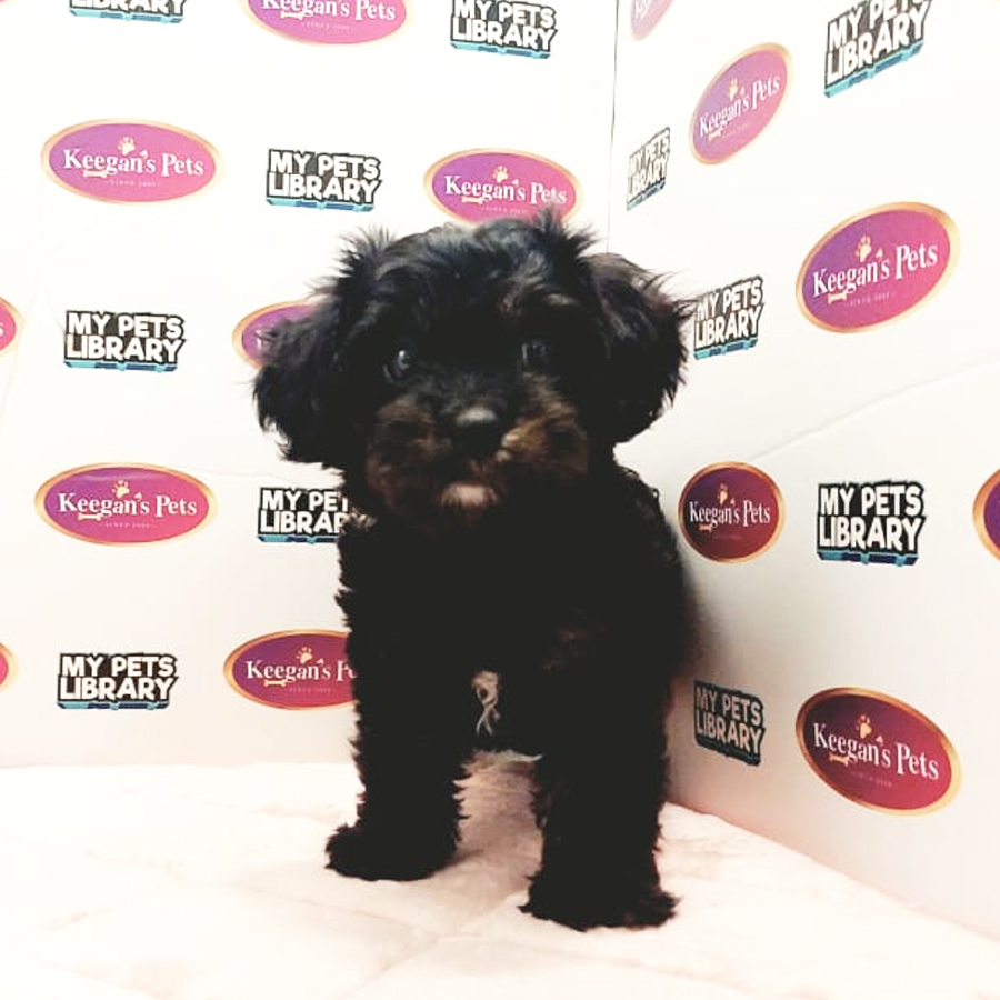 Cavapoo Puppy (Male) For Sale