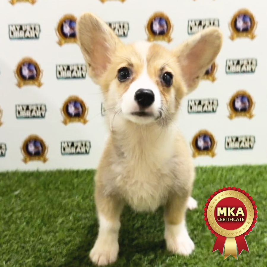 MKA Welsh Corgi Puppy (Male) For Sale