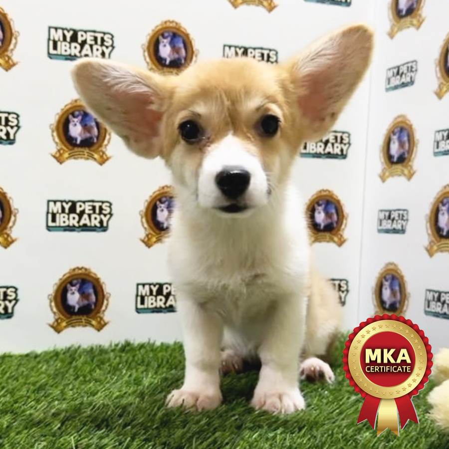 MKA Welsh Corgi Puppy (Female) For Sale