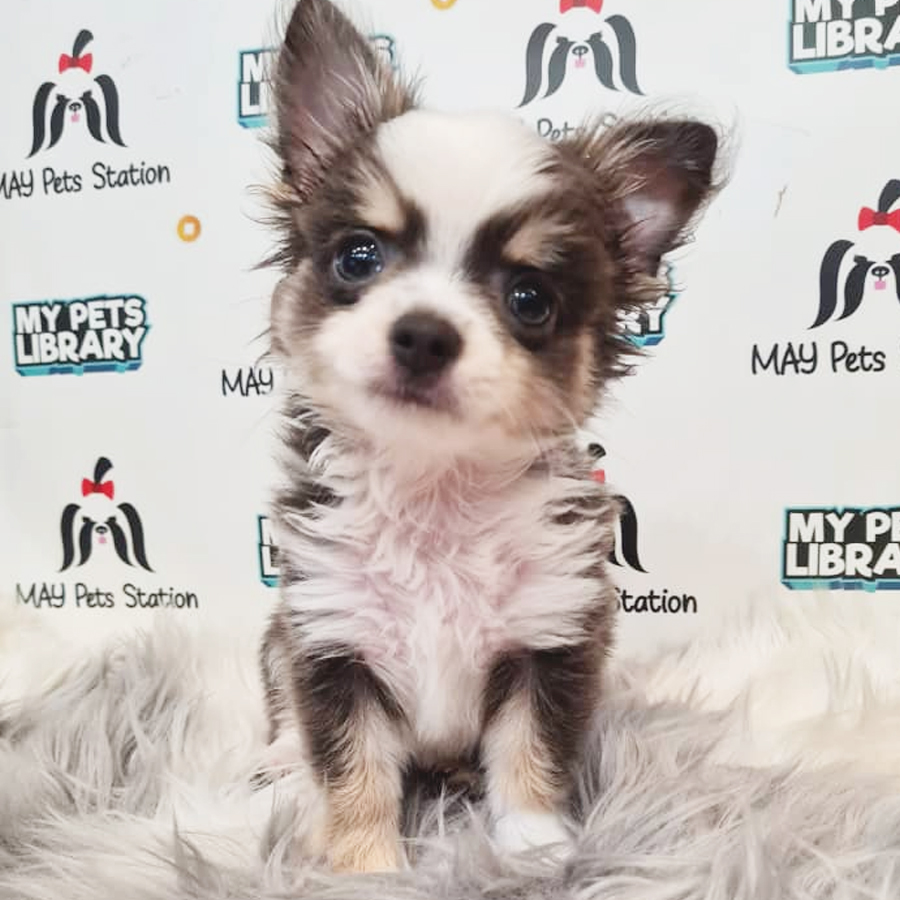 Longcoat Chihuahua Puppy (Male) For Sale