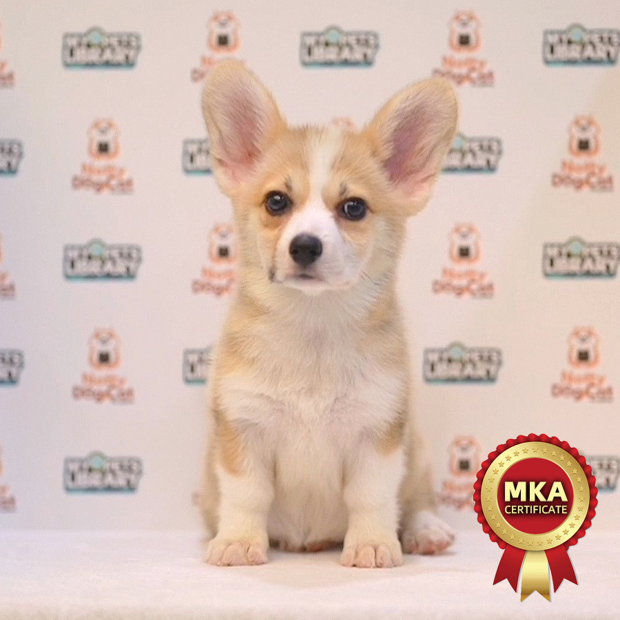 MKA Welsh Corgi Puppy (Female) For Sale