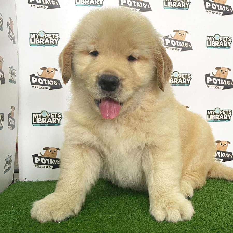 Golden Retriever Puppy (Male) For Sale