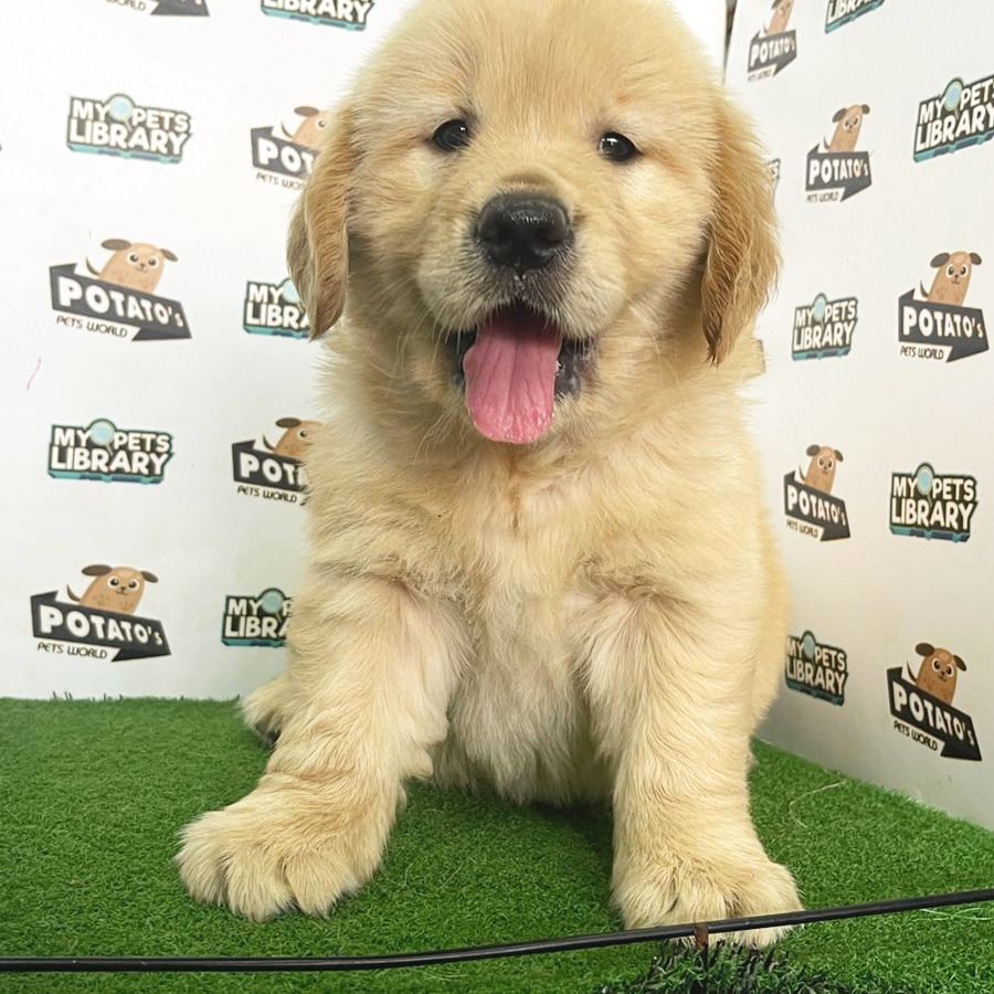 Golden Retriever Puppy (Female) For Sale