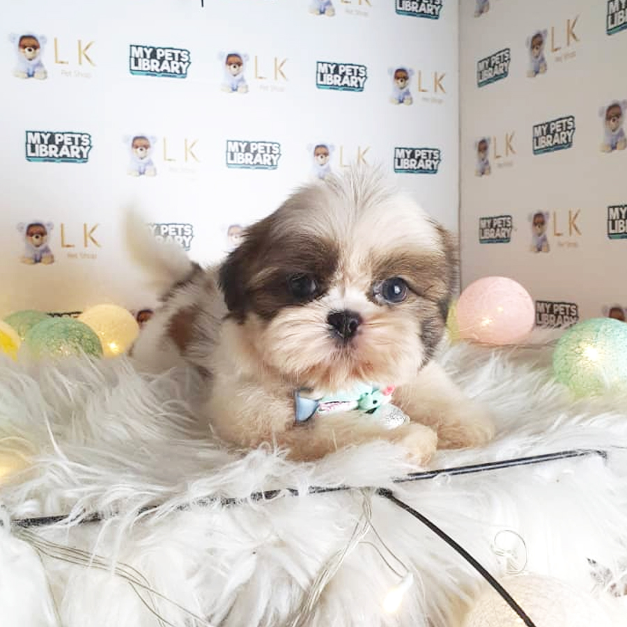 Shih Tzu Puppy (Male) For Sale