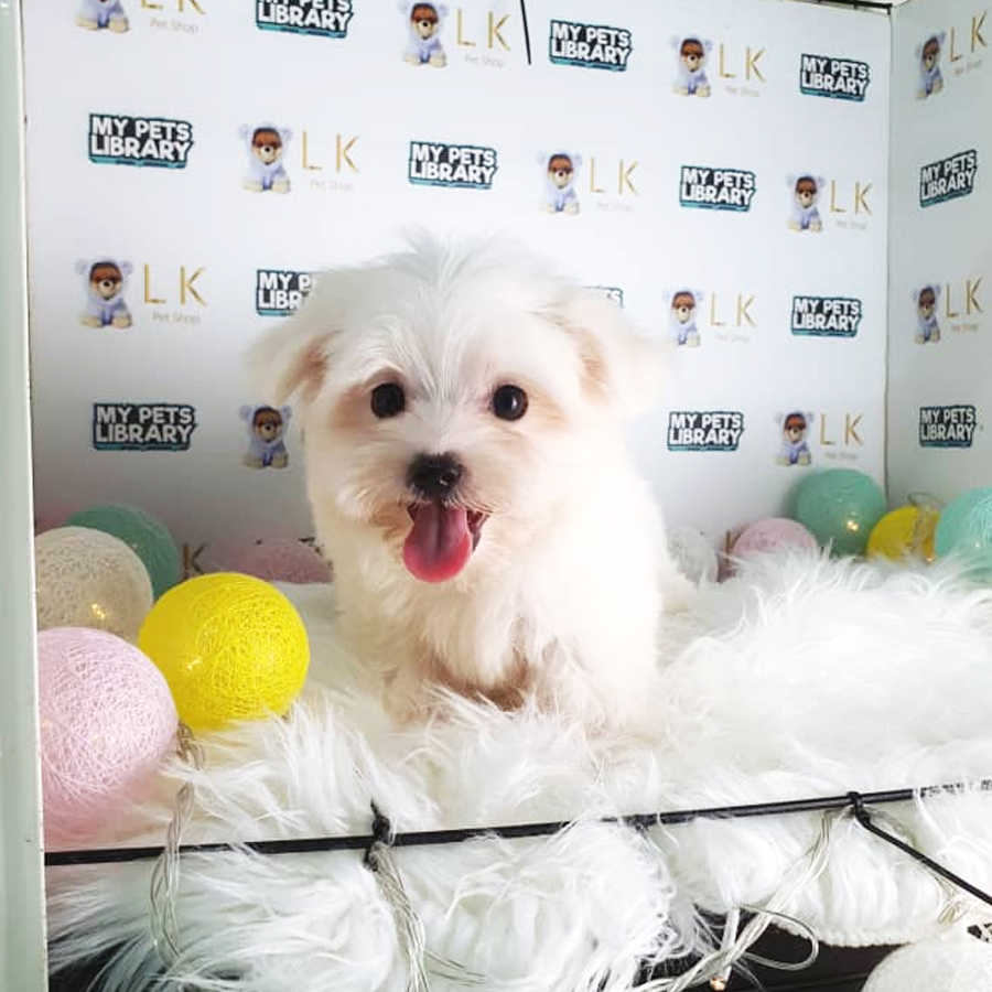 Tiny Maltese Puppy (Male) For Sale