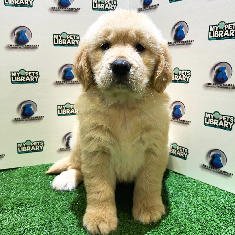 Golden Retriever Puppy (Female) For Sale