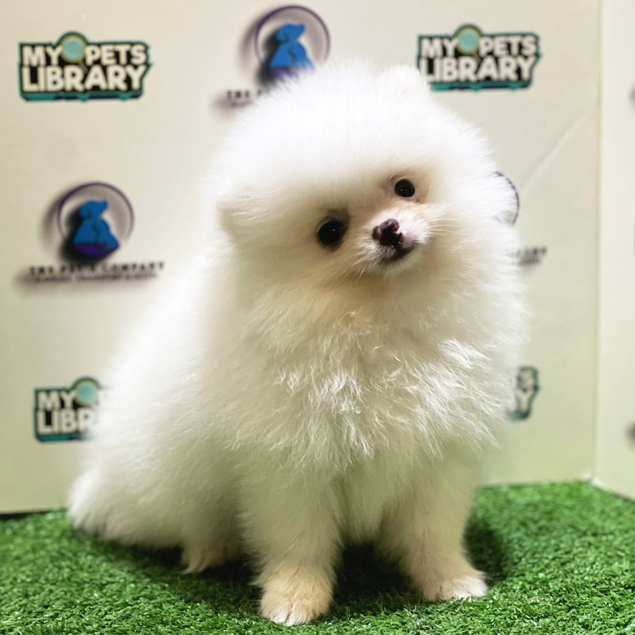 Pomeranian Puppy (Female) For Sale