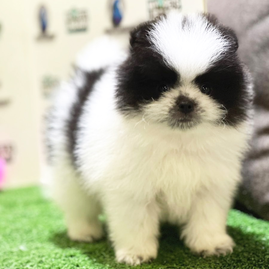 Pomeranian Puppy (Male) For Sale