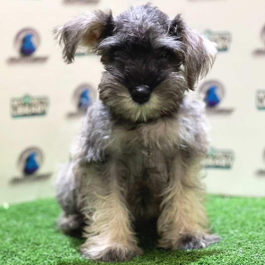 Schnauzer Puppy (Female) For Sale