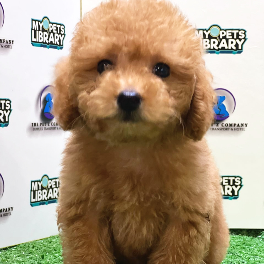 Toy Poodle Puppy (Male) For Sale