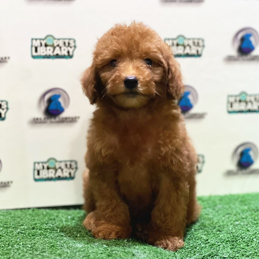 Toy Poodle Puppy (Male) For Sale