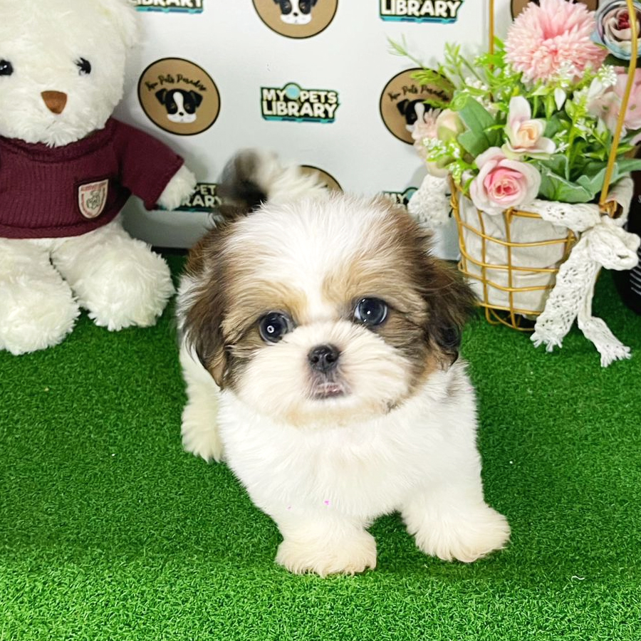 Shih Tzu Puppy (Male) For Sale