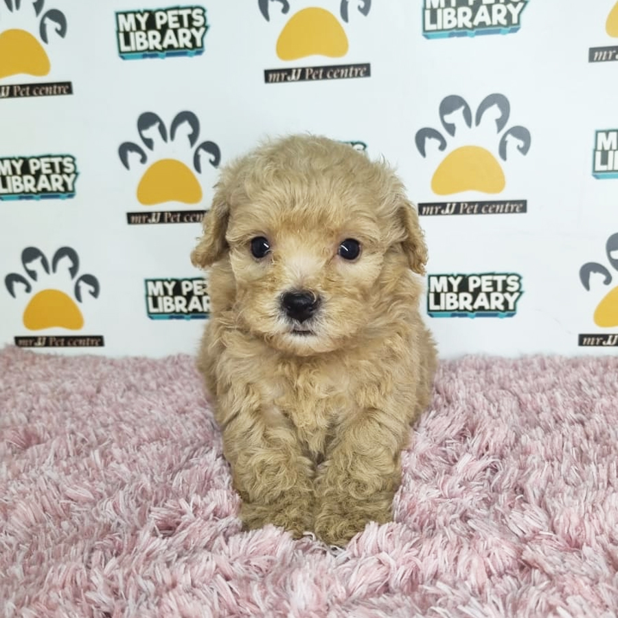 Toy Poodle Puppy (Female) For Sale