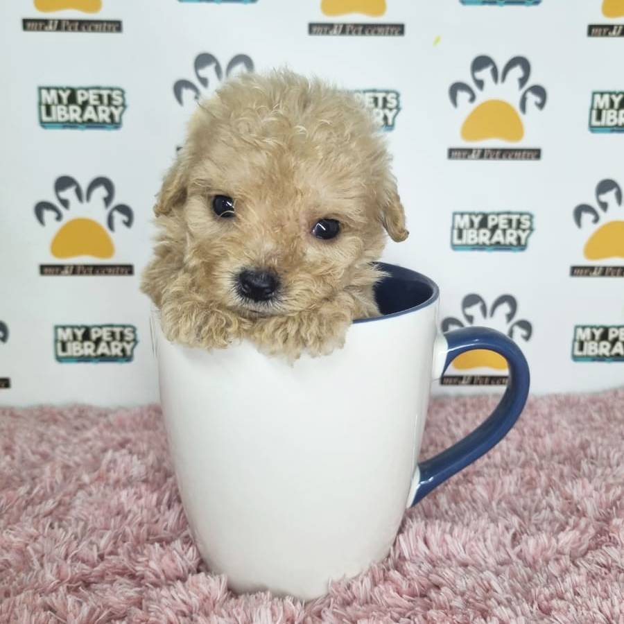 Teacup Poodle Puppy (Female) For Sale