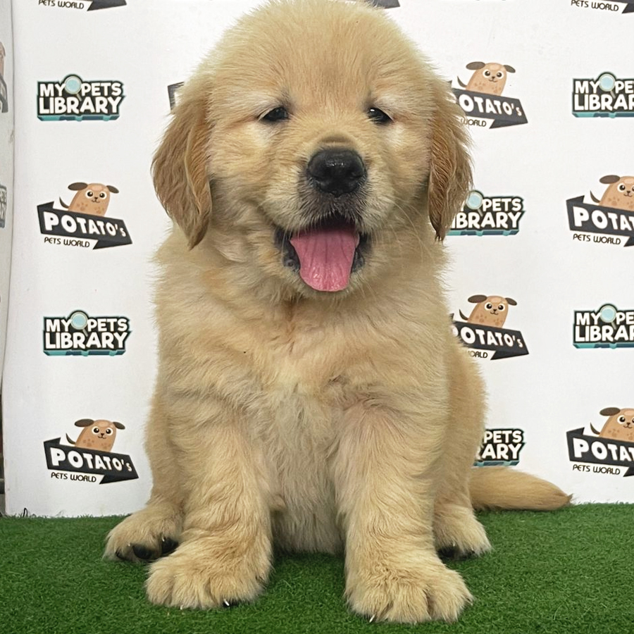 Golden Retriever Puppy (Female) For Sale