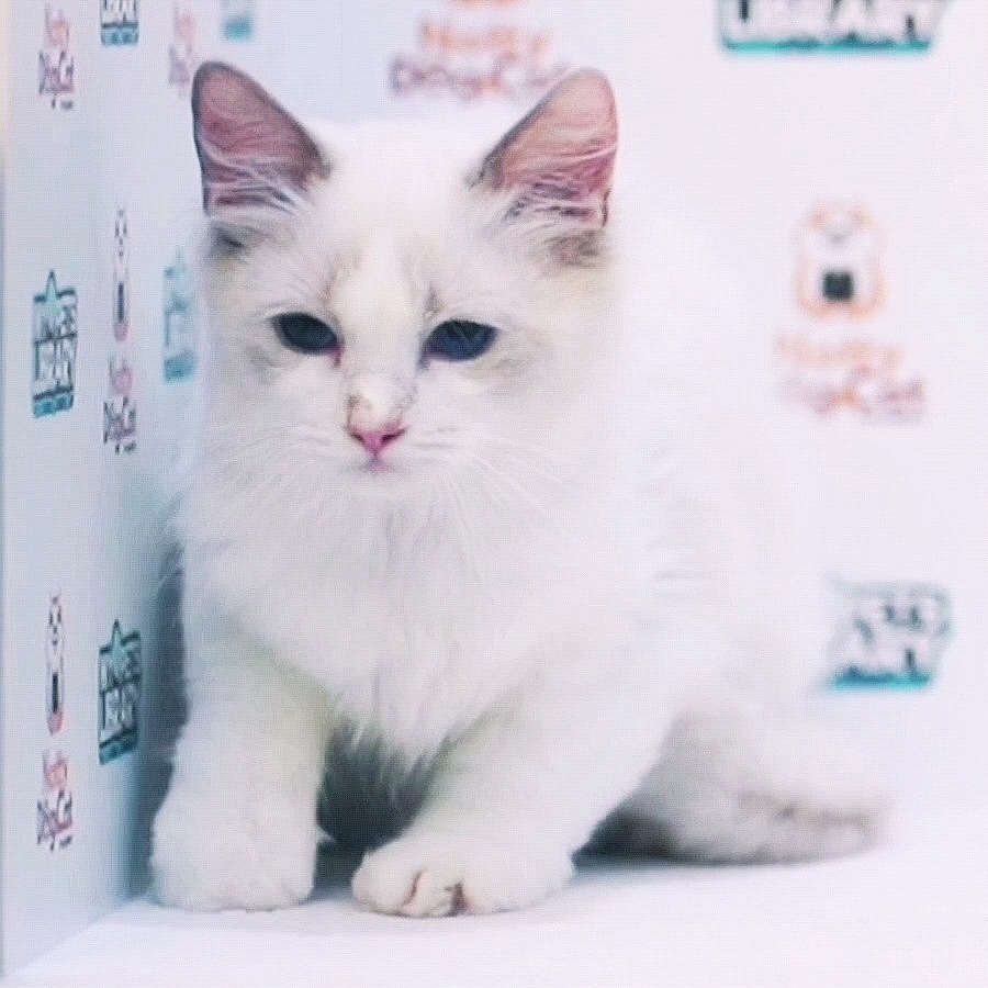 Ragdoll Kitten (Female) For Sale