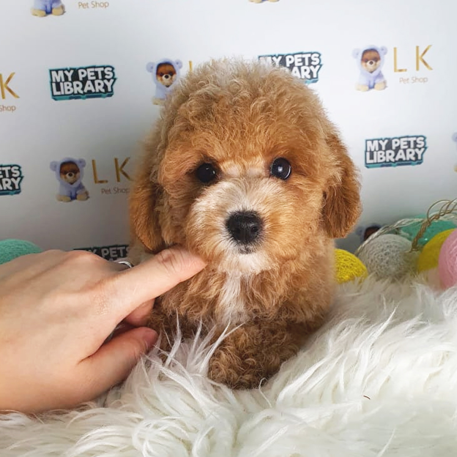 Toy Poodle Puppy (Male) For Sale