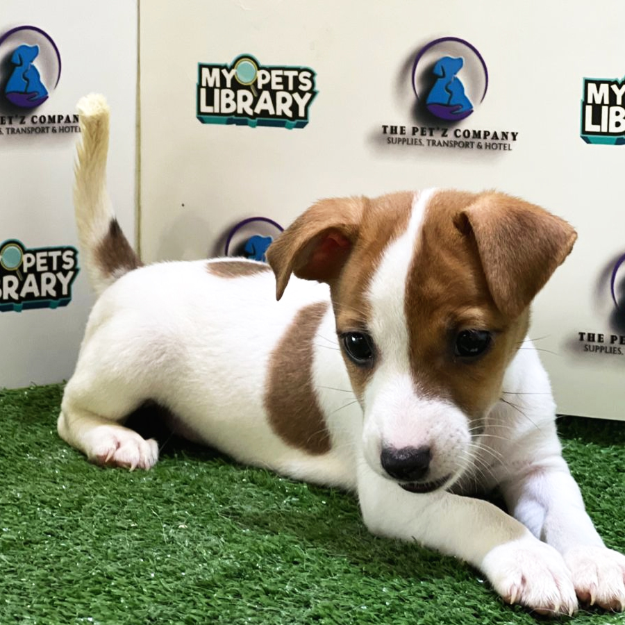 Jack Russell Puppy (Female) For Sale