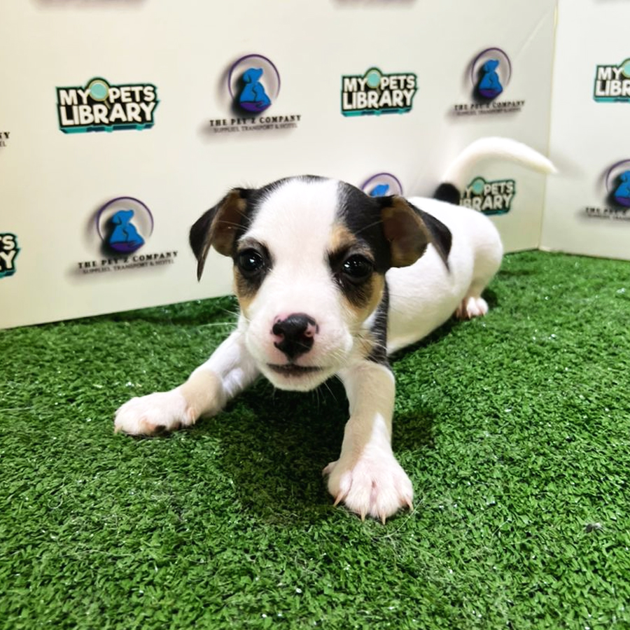 Jack Russell Puppy (Male) For Sale