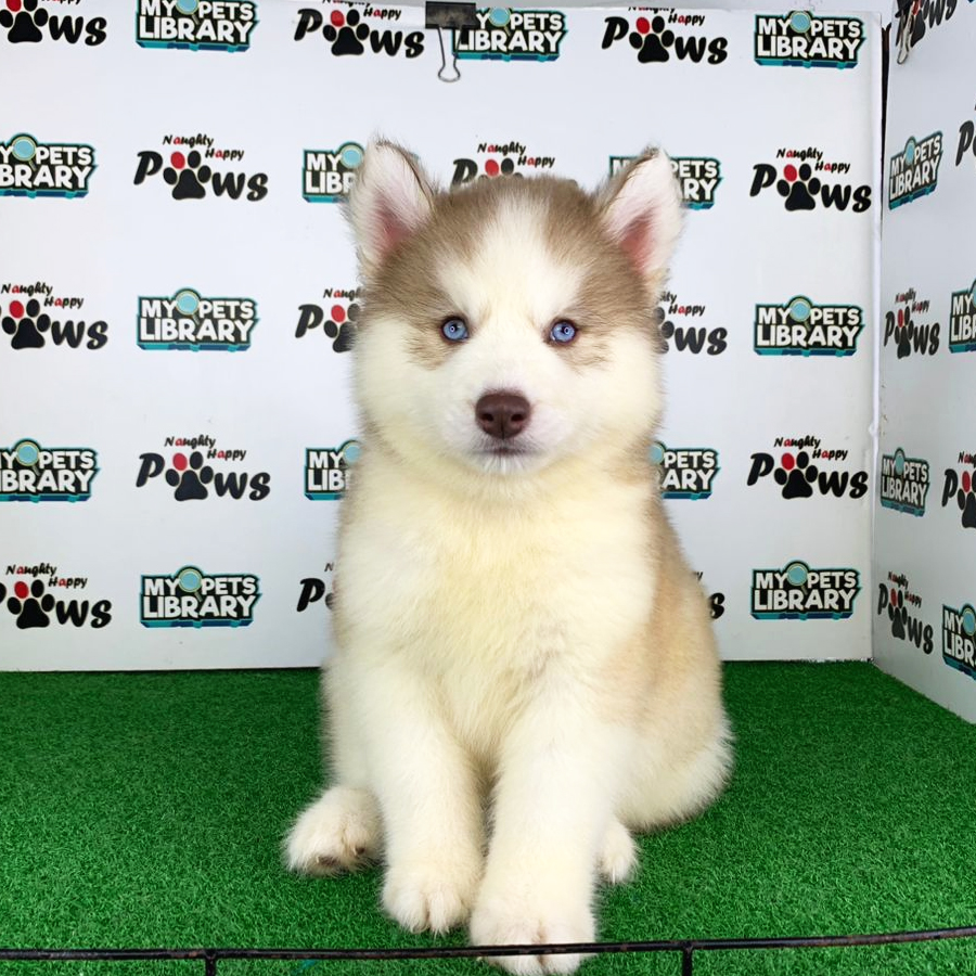 Wooly Husky Puppy (Male) For Sale