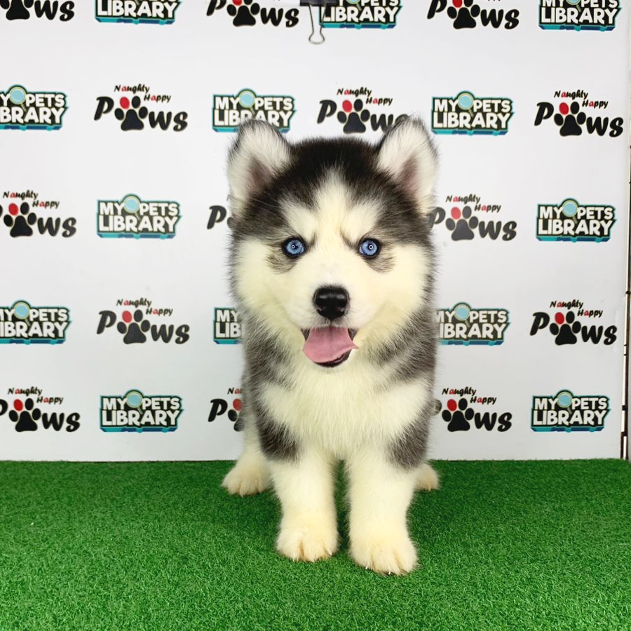 Wooly Husky Puppy (Male) For Sale