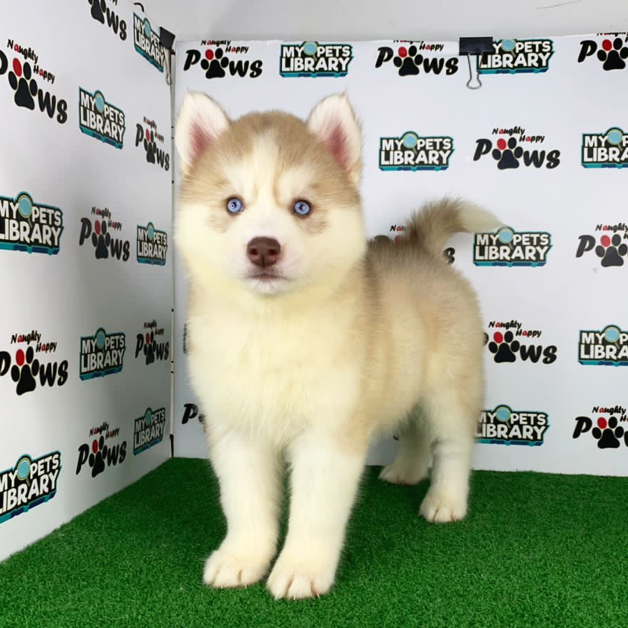 Wooly Husky Puppy (Female) For Sale