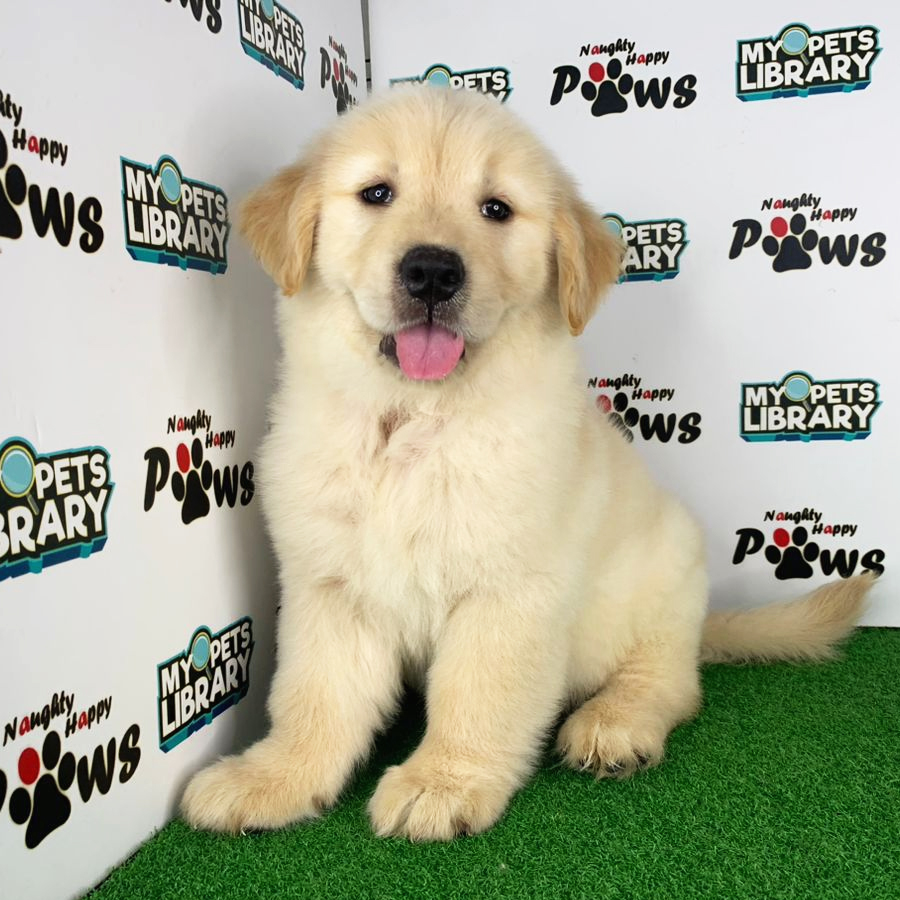 Golden Retriever Puppy (Female) For Sale
