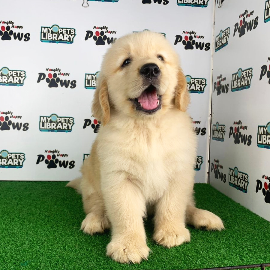 Golden Retriever Puppy (Male) For Sale