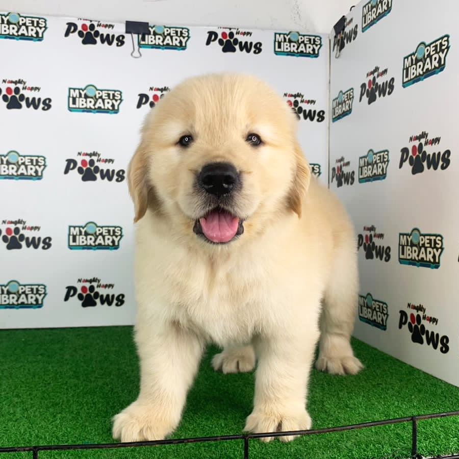 Golden Retriever Puppy (Male) For Sale